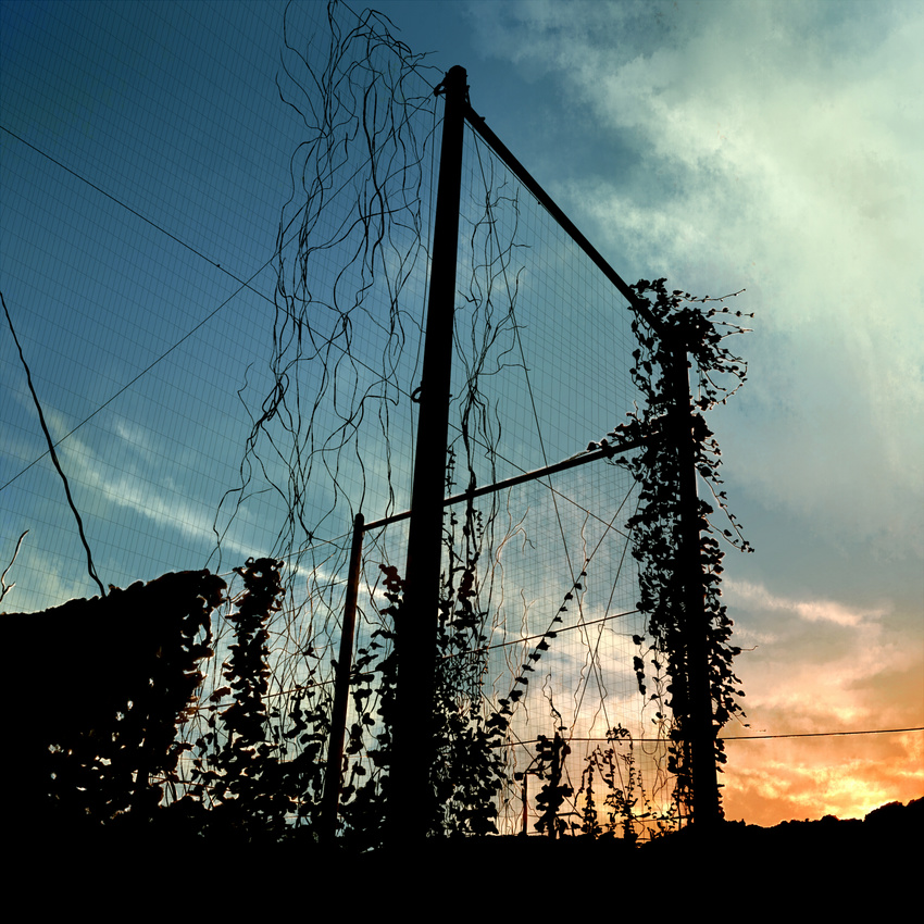 bad_pixiv_id cloud fence highres ivy kibunya_39 no_humans original overgrown plant scenery silhouette sky vines