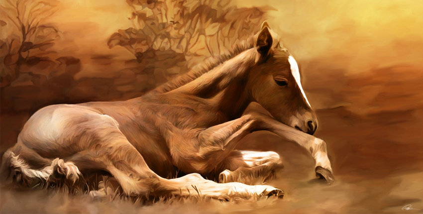 feral horse lying mammal paul_miners pony realistic solo wilderness young