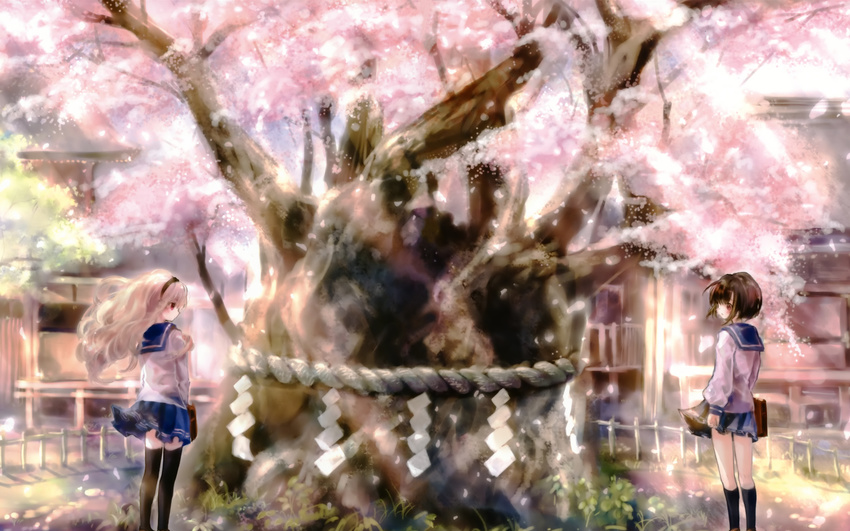 2girls cherry_blossoms seifuku tagme