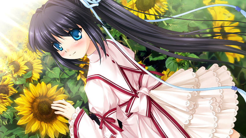 dark game_cg hinoue_itaru key konohana_lucia long_hair seifuku sunflower tears visualart