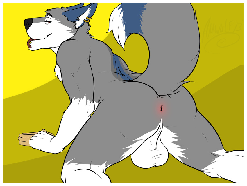 amwulf anthro anus balls biceps big_balls butt canine dog husky looking_back male mammal nude perineum piercing pose presenting presenting_hindquarters raised_tail smile solo tongue tongue_out