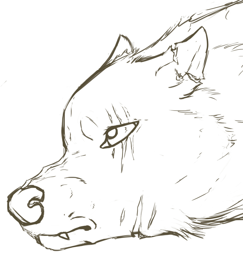 canine digipixelfluff eye hi_res line_art mammal monochrome notched_ear sad scar scared scares sketch snarling the-howler wolf