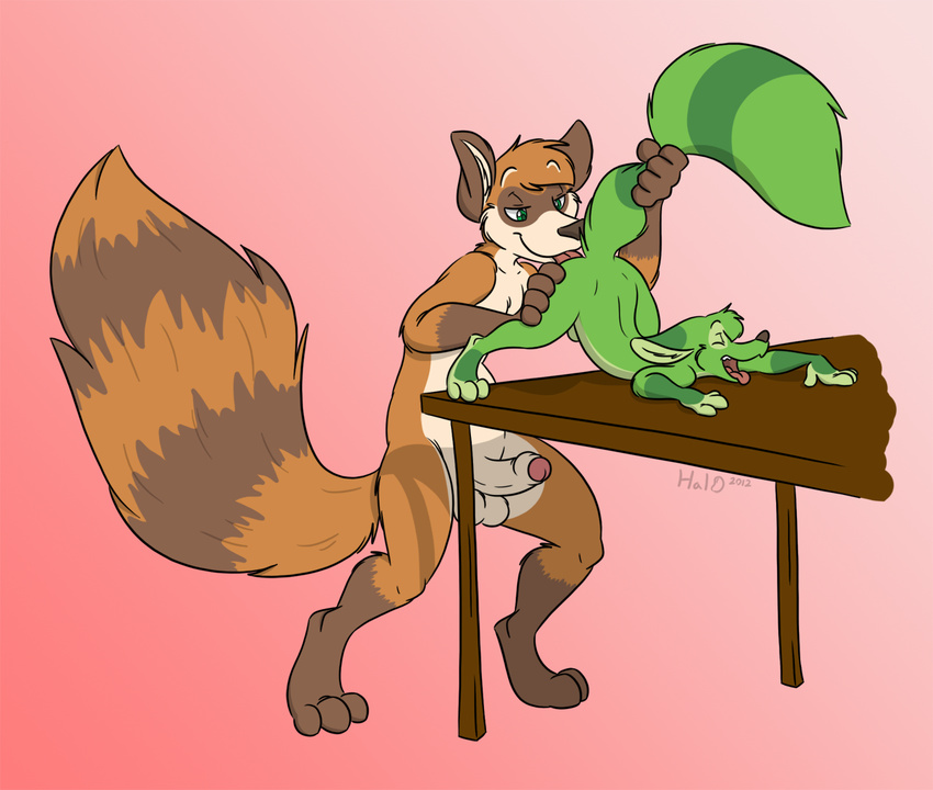 anthro ass_up balls butt citra couple duo erection eyes_closed from_behind fur gay graedius hal halbean licking male mammal nude open_mouth oral penis raccoon raised_tail rimming sheath size_difference spread_legs spreading table tongue uncut