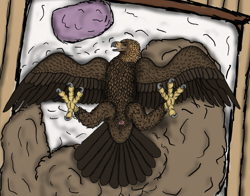 avian bird cloaca eagle feral golden_eagle hindpaw male paws pinup pose sawyer spread_eagle spread_legs spreading talon talons uppmap123 vent