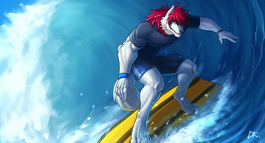 anthro biceps black_nose bracelet canine claws clothed clothing crouching drks fangs fur green_eyes grey_fur hair jewelry male mammal muscles pecs pose red_hair shirt shorts solo standing surf surfboard surfing swimsuit teeth toe_claws water wolf