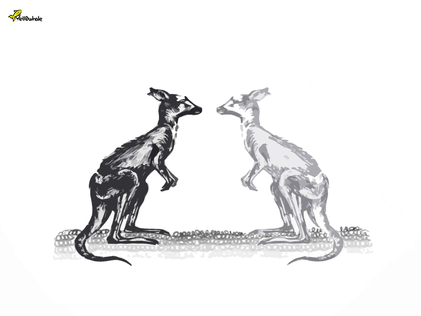 couple grey_body greyscale kangaroo mammal marsupial monochrome plain_background symmetry white_background white_body yell0whale yellowhale