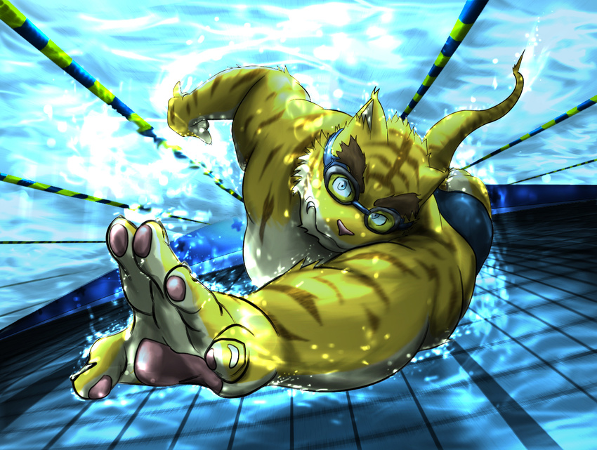 biceps body_markings brown_fur clothing eyewear feline fur goggles male mammal markings morenatsu muscles pawpads paws pecs pool pose solo stripes swimming swimsuit tiger topless torahiko torahiko_ooshima underwater unknown_artist water white_fur yellow_fur