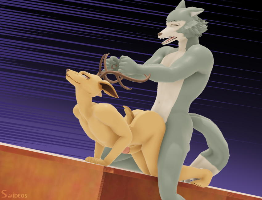 anthro anus artemissaturn beastars blender_(software) butt canid canine canis deer duo legoshi_(beastars) louis_(beastars) male male/male mammal mikumikudance muscular pecs stellavideos142 tail wolf