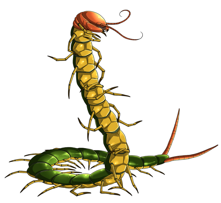 antennae arthropod centipede daisuke insect multi_limb multiple_limbs not_furry solo