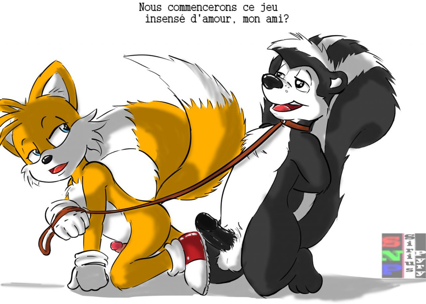 balls canine erection fox french french_text gay leash looney_tunes male mammal miles_prower penis pep&#233;_le_pew pep&eacute;_le_pew plain_background sega siriusandpyri skunk sonic_(series) text warner_brothers