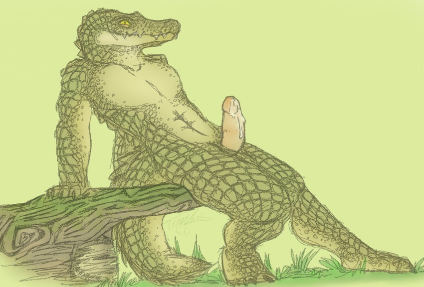 anthro crocodile erection male penis reptile scalie solo terradragon13