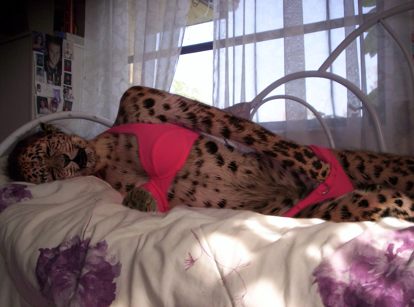 edit feline female leopard localphotomorpher mammal masturbation open_mouth photo_manipulation photomorph solo underwear