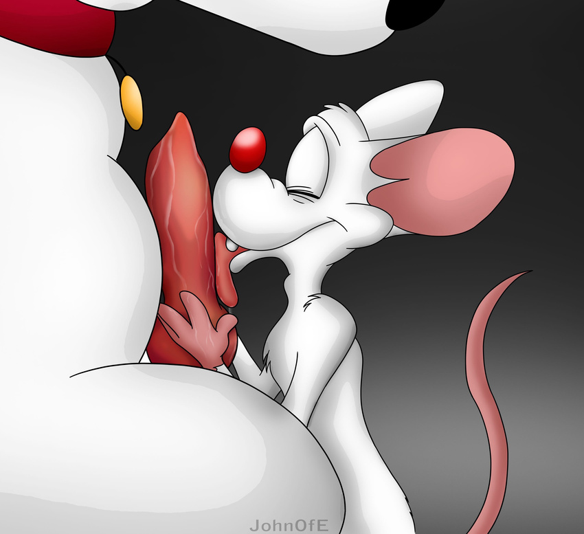 animaniacs anthro brian_griffin canine canine_penis collar dog duo family_guy gay johnofe knot licking male mammal mouse oral penis pinky pinky_and_the_brain rodent size_difference tongue tongue_out