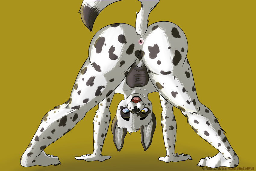 anus butt canine dalmatian dog male solo