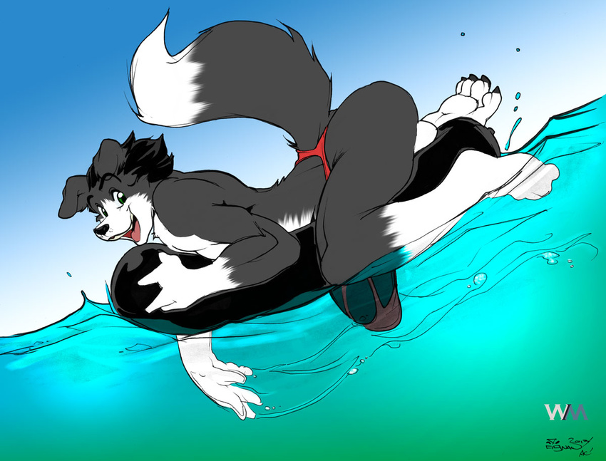 back biceps black_fur black_hair black_nose border_collie canine claws dog filut fur gnaw green_eyes grin hair half-erect happy hyper hyper_penis male mammal muscles open_mouth penis pose smile solo swimming swimsuit teeth toe_claws tongue topless water wet white_fur wuffamute