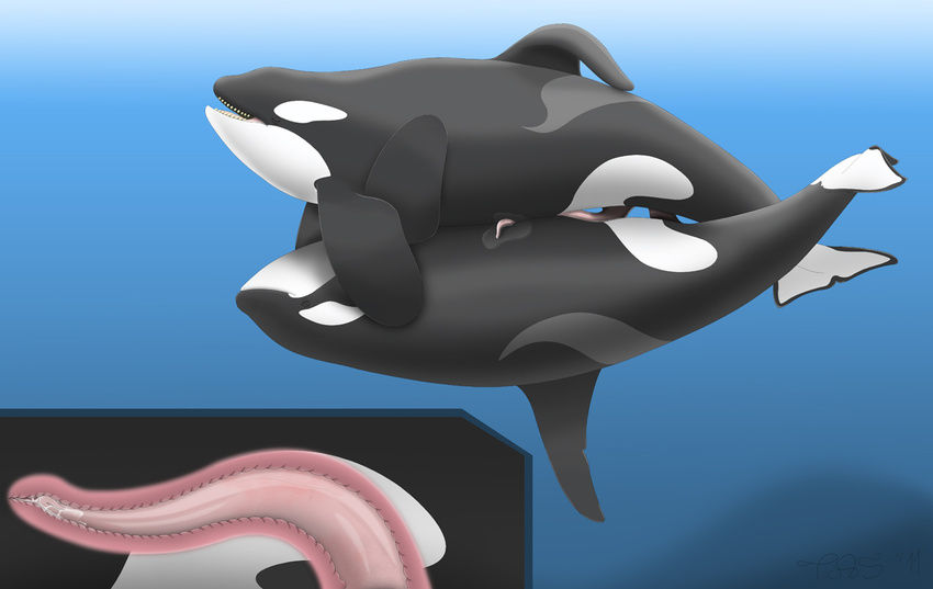anal anal_penetration cetacean cum cum_in_ass cum_inside dolphin erection eyes_closed feral gay internal male mammal marine nude open_mouth orca penetration penis prehensile_penis sea sex tapering_penis tasuric tongue water whale
