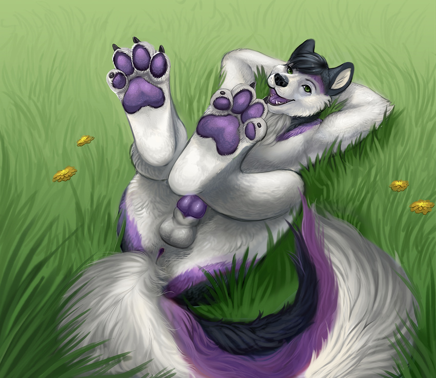 anthro anus armpits arms_above_head arms_behind_head balls barefoot black_hair canine claws digitigrade dog erection field flower fluffy_tail foot_focus fur grass green_eyes hair happy hindpaw husky knot legs_up looking_at_viewer lying male mammal multicolor_fur nude on_back on_ground pawpads paws penis pinup playful pose purple_fur purple_pawpads purple_penis relaxing sheath smile soles solo theowlette toes two_tone_fur white_fut