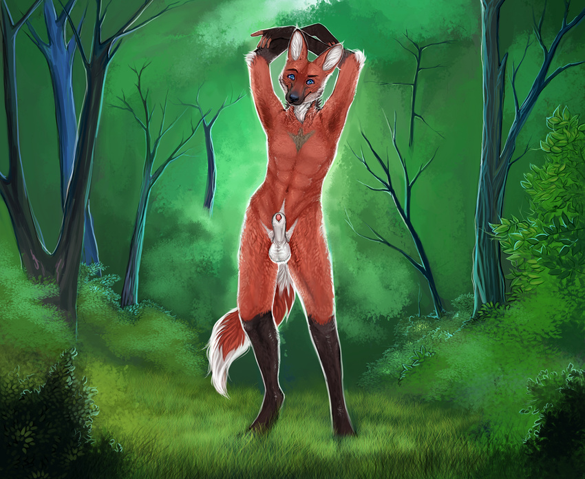 arms_above_head balls blue_eyes canine fur half-erect looking_at_viewer male mammal maned_wolf nature nude penis red_fur sheath solo theowlette wolf