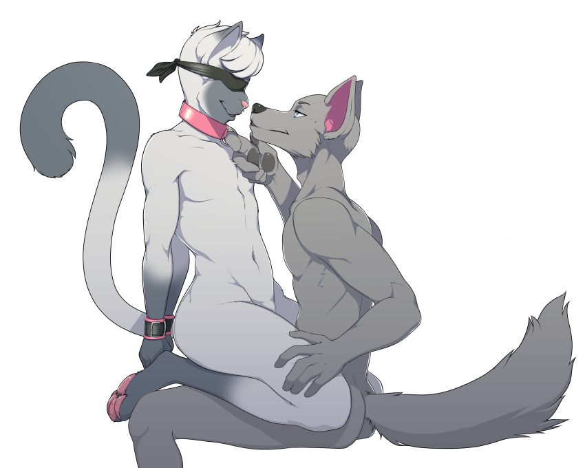 absurd_res anthro black_nose blindfold canid canine canis catsby_(catsbym) cel_shading collar collar_only collar_pull cuff_(restraint) digital_drawing_(artwork) digital_media_(artwork) domestic_cat dominant dominant_anthro dominant_male duo featureless_chest felid feline felis fur grey_body grey_fur grey_inner_ear grey_pawpads hand_on_another's_thigh head_tuft hi_res hindpaw humanoid_hands male male/male male_dominating_male mammal muscular muscular_male navel nude on_lap pawpads paws pecs pink_collar pink_inner_ear pink_nose pink_pawpads raised_tail restraints shaded siamese simple_background sitting sitting_on_lap snout strawberrycucumber submissive submissive_anthro submissive_male tail tuft white_background wolf wrist_cuffs