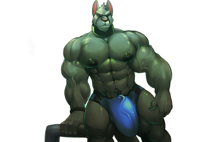 anthro areola arm_support biceps big_muscles big_penis black_nipples bulge canine collar cursedmarked erection_under_clothes front grey_skin hyper male mammal muscles navel nippkles nipples pecs penis plain_background solo speedo swimsuit topless underwear vein white_background