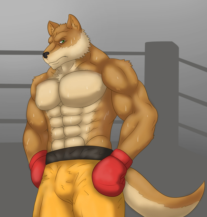 anthro biceps big_muscles black_nose boxer brown_fur bulge canine clothing fighter frown fur gloves green_eyes hair kraidhiel looking_at_viewer male mammal muscles pecs pose ring shorts solo standing sweat tan_fur toned topless wolf