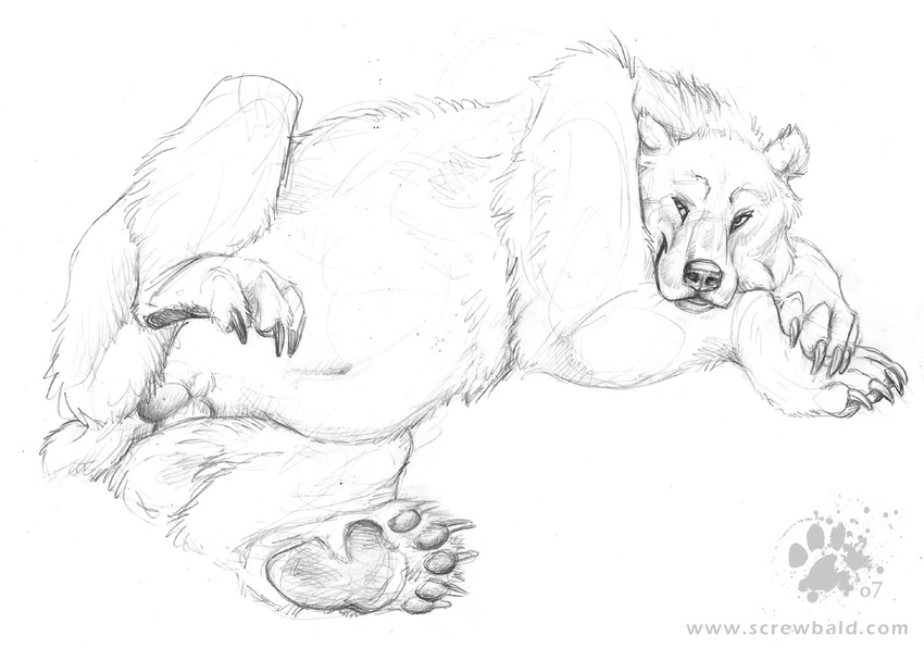 2007 balls bear blotch claws feral greyscale hindpaw lying male mammal monochrome pawpads paws plain_background sketch solo white_background