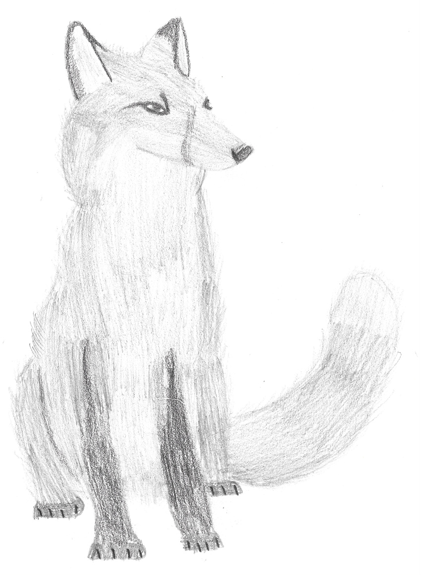 canine drawn feedthefurry fox hi_res mammal monochrome plain_background sketch white_background