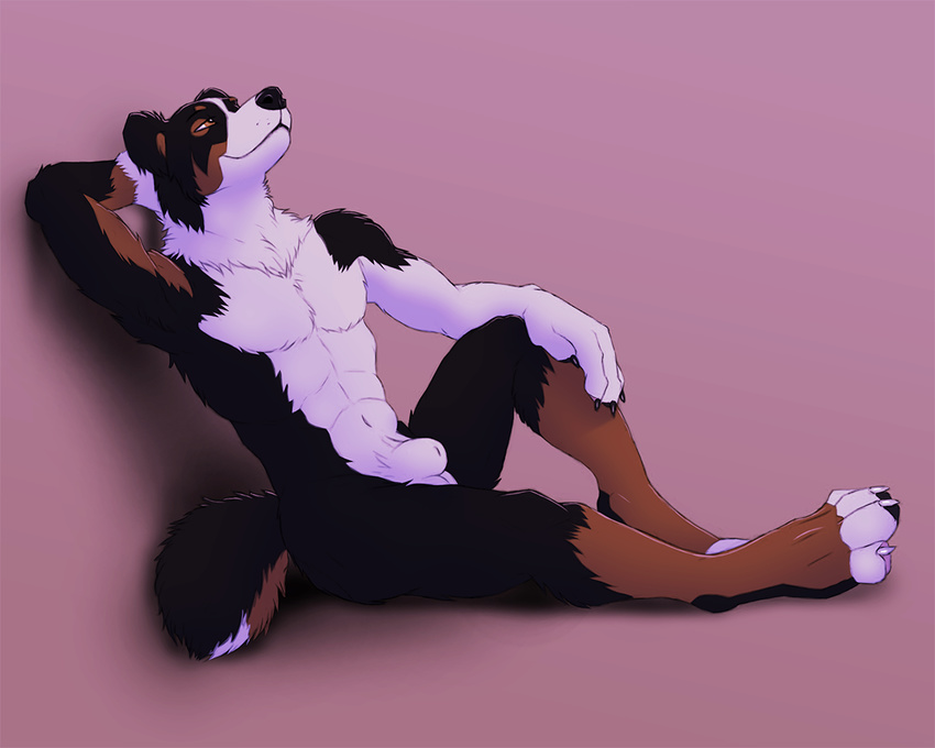 abstract_background anthro armpits balls barefoot bernese_mountain_dog black_fur brown_eyes brown_fur canine claws digitigrade dog flaccid fur hand_on_knee leaning male mammal muscles nude paws pecs penis pinup pose sheath side_view sitting solo virtyalfobo white_fur