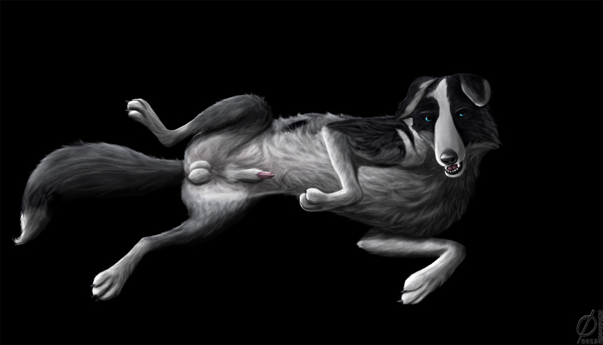 anatomically_correct animal_genitalia balls black_background blue_eyes border_collie canine canine_penis dog emptyset erection feral knot knot_in_sheath looking_at_viewer lying male mammal on_back penis penis_tip plain_background sheath solo spreading