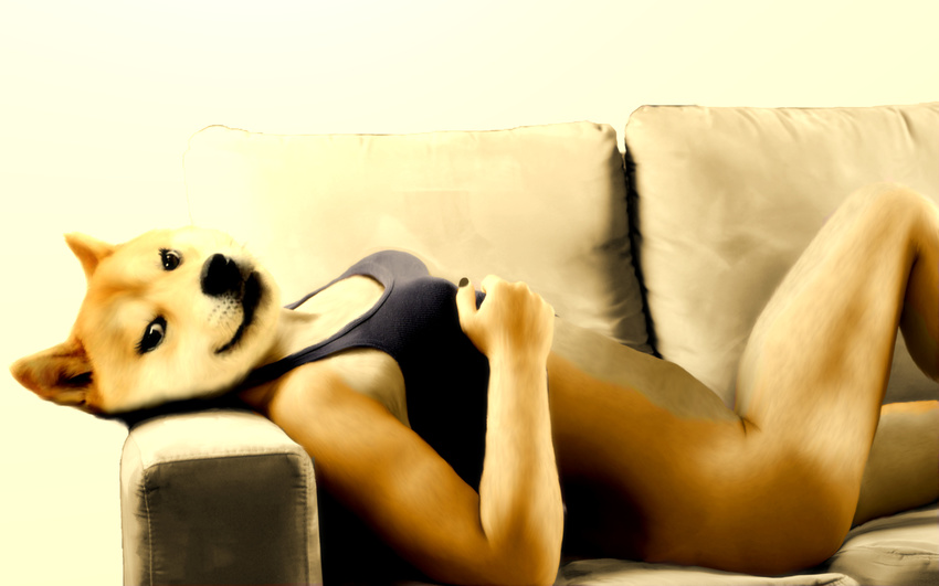 bottomless bra canine clothing dog doge edit female hi_res mammal meme oystercatcher7 photo_manipulation photomorph shiba_inu sofa underwear what