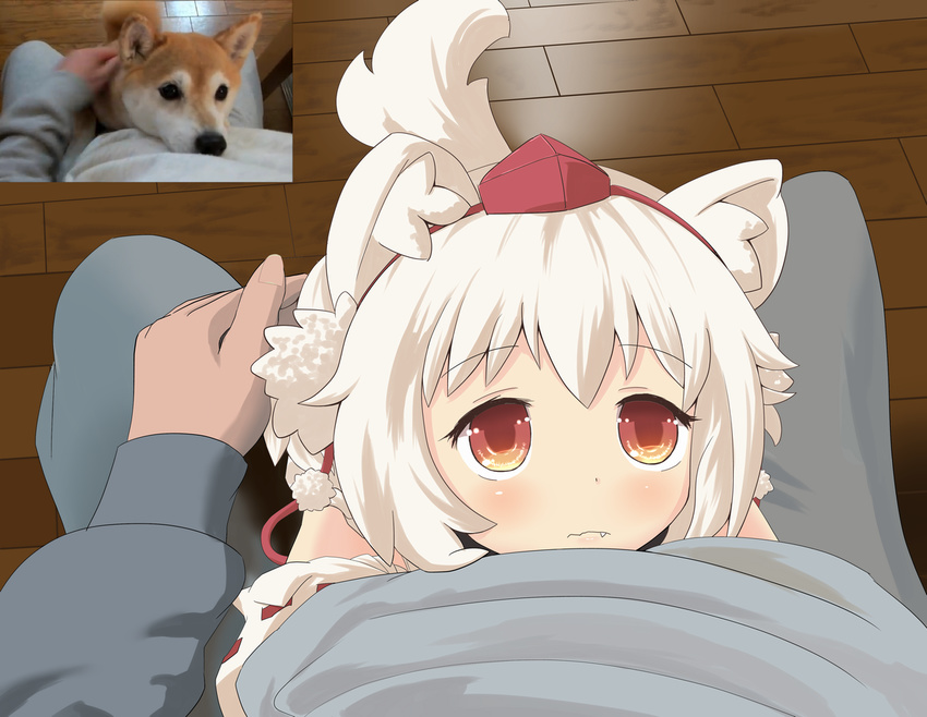 animal_ears blush detached_sleeves dog fang fang_out hat hat_ribbon inubashiri_momiji lap_pillow looking_at_viewer maromi_gou out_of_frame petite petting photo-referenced pov pov_hands red_eyes reference_photo reference_photo_inset ribbon ribbon-trimmed_sleeves ribbon_trim shiba_inu tail tokin_hat touhou white_hair wolf_ears wolf_tail