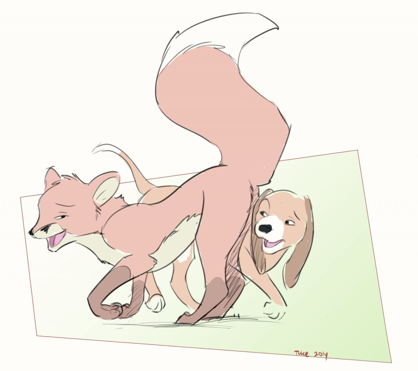 beagle canine copper dog feral fox fox_and_the_hound looking_back mammal raised_tail tod tuke