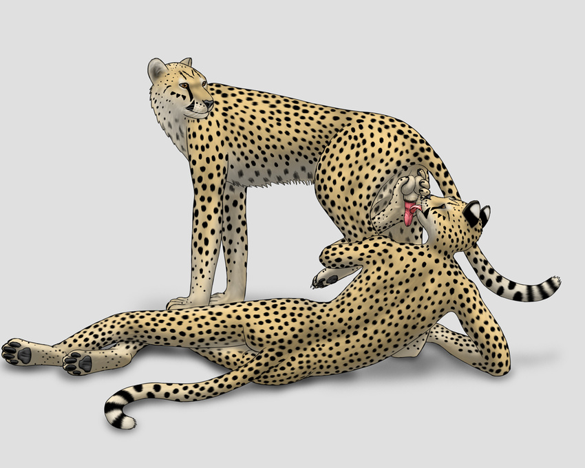 anthro anthro_on_feral ball_holding balls bestiality cheepard cheetah duo erection feline feline_penis feral gay interspecies licking male mammal oral oral_sex penis sex tongue