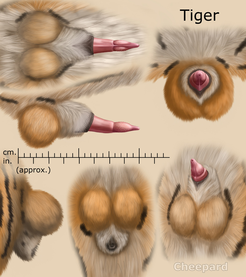 anatomically_correct_penis animal_genitalia balls barbs cheepard erection feline feline_penis feral flaccid male mammal penis sheath solo tiger