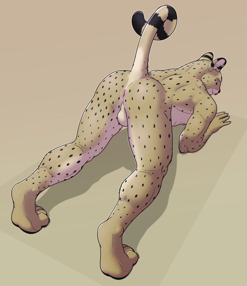 aitch anus backsack balls felid feline genitals hi_res looking_at_viewer looking_back male mammal nude presenting presenting_anus raised_tail serval simple_background solo tail