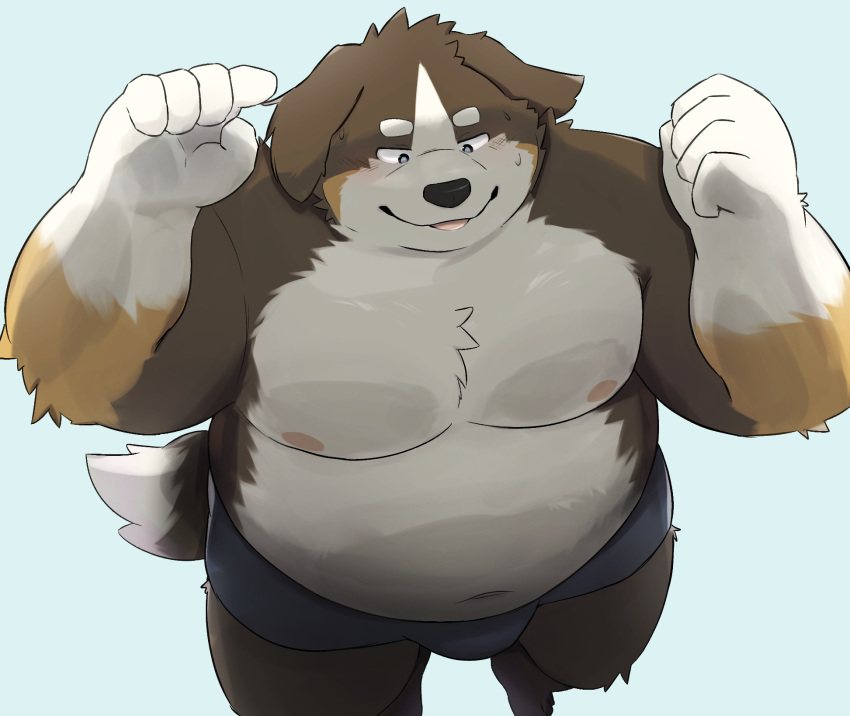 2024 anthro belly bernese_mountain_dog big_belly black_nose canid canine canis clothing domestic_dog hi_res kemono male mammal man_hands molosser moobs mountain_dog nipples noctnoc overweight overweight_male solo swiss_mountain_dog underwear