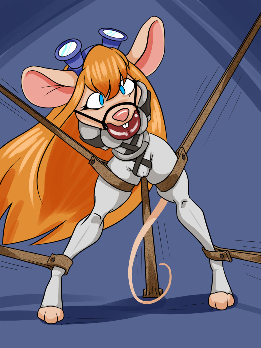 ball_gag bastianmage bdsm bondage bound camel_toe chip_'n_dale_rescue_rangers disney gadget_hackwrench gag hi_res leather mammal mouse rodent solo tagme