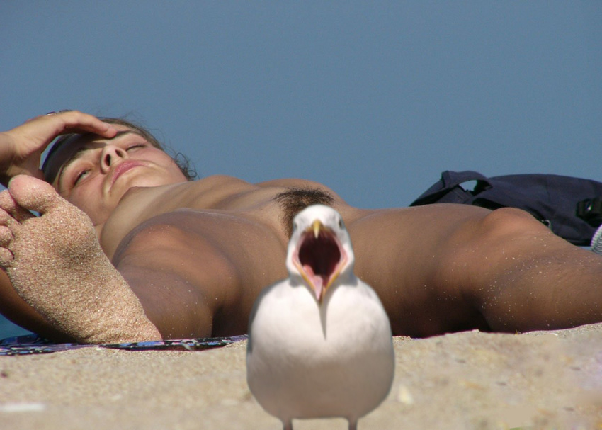 avian beach bird breasts female human mammal nipples photo rastifan seagull seaside