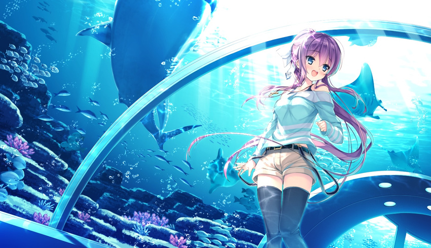 1girl aquarium ashishun belt black_legwear blue_eyes breasts fish game_cg happy highres kokonoka komagata_yuzuki legs long_hair looking_away medium_breasts open_mouth pink_hair ponytail primal_x_hearts sasorigatame shark shorts smile standing thighs water