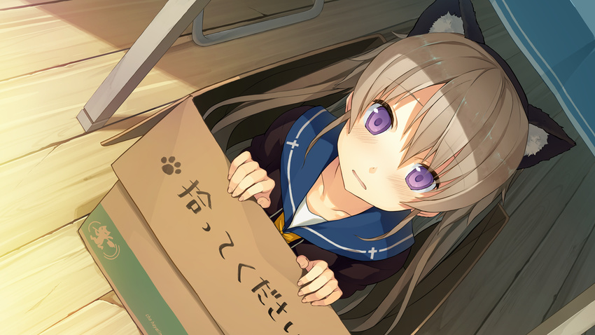 1girl akinashi_yuu animal_ears ao_no_kanata_no_four_rhythm arisaka_mashiro blush box brown_hair carpet cat_ears game_cg highres in_box in_container long_hair looking_at_viewer open_mouth purple_eyes school_uniform sitting solo sprite_(company) table translation_request wooden_floor