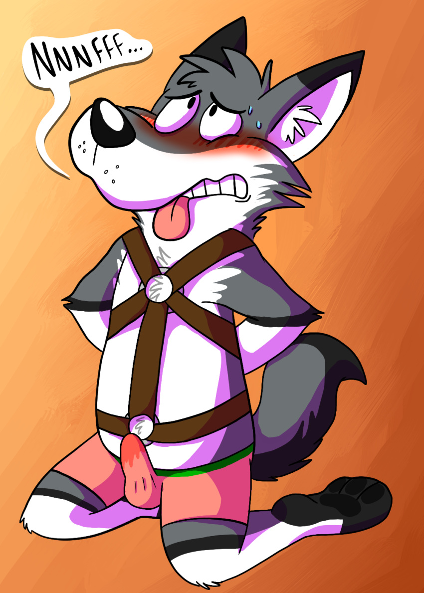 blush bound boxers_(clothing) canid canine canis clothed clothing embarrassed erection harness kneeling kyash-tyur male mammal paws penis precum simple_background solo speech_bubble sweat teasing text underwear wolf