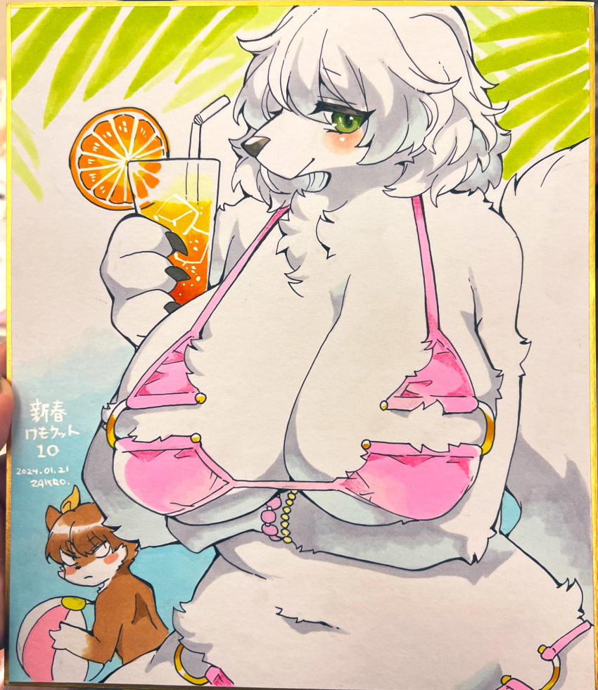 1boy 1girl animal_ears animal_nose ball beachball bikini body_fur bracelet breasts brown_fur drinking_straw florida_bikini food fruit furry furry_female furry_male gigantic_breasts green_eyes highres jewelry juice long_hair looking_at_viewer navel neck_fur orange_(fruit) orange_juice orange_slice original palm_leaf photo_(medium) pink_bikini smile swimsuit tail traditional_media tropical_drink white_fur wolf_tail zakro