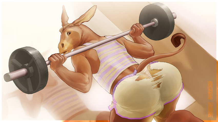 anhes anthro butt clothing dempsey donkey equine exercise girly gym high-angle_shot kneeling looking_back looking_down male mammal shirt shorts solo tank_top thong torn_clothing wardrobe_malfunction weights