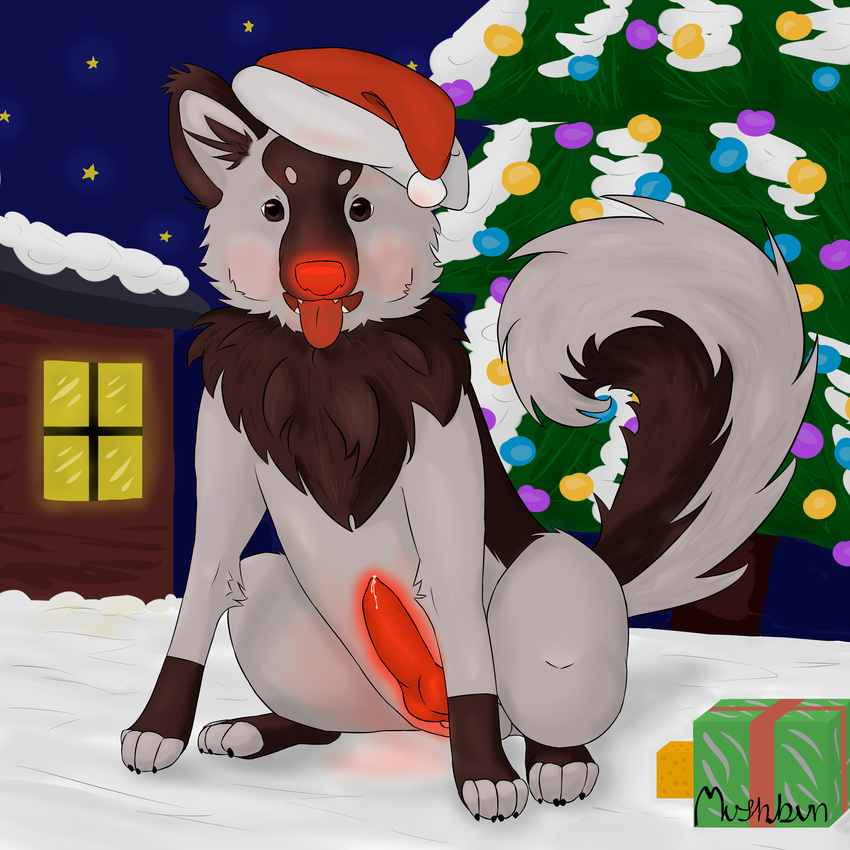 anatomically_correct brown_eyes canine christmas dog feral gift glowing holidays male mammal mushbun paws penis precum snow solo