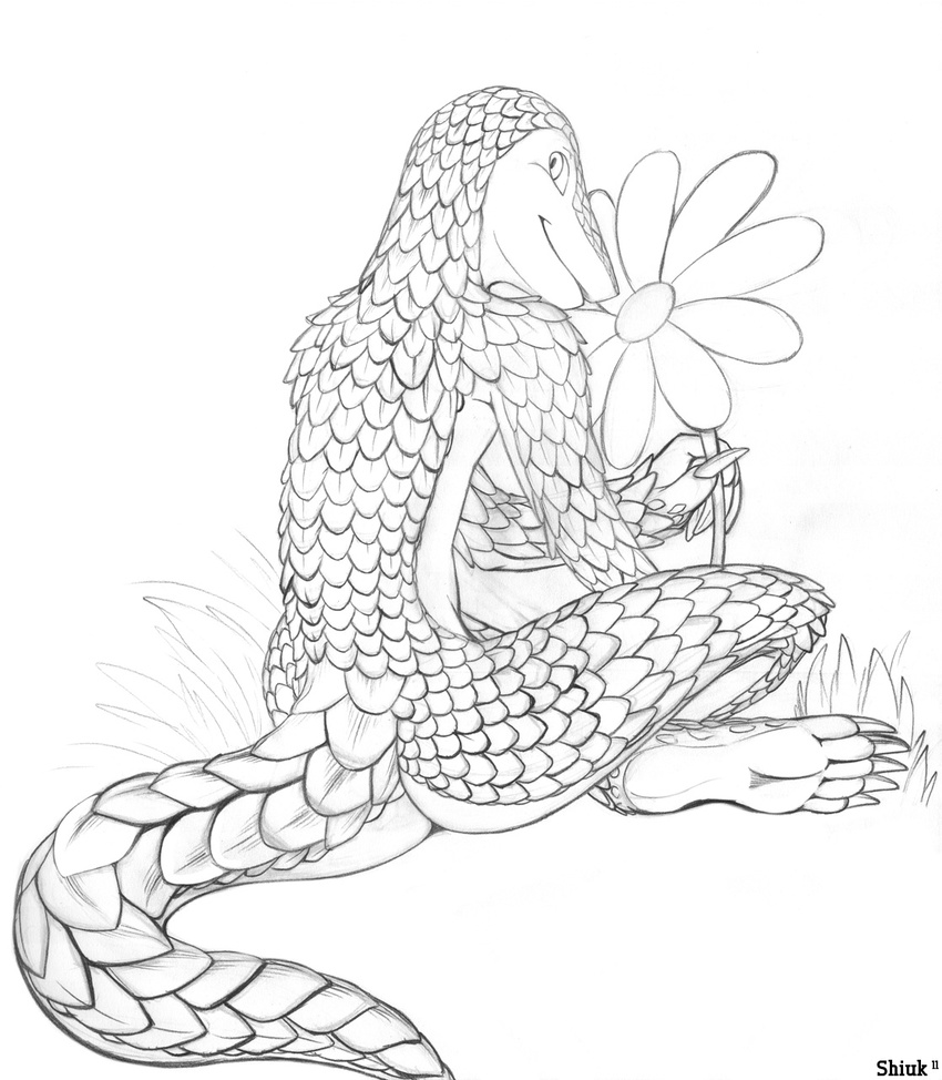 anthro back bald claws flower greyscale looking_at_viewer looking_back male monochrome nude outside pango_(shiuk) pangolin plain_background plant scalie shiuk sitting smile solo traditional_media_(artwork) white_background
