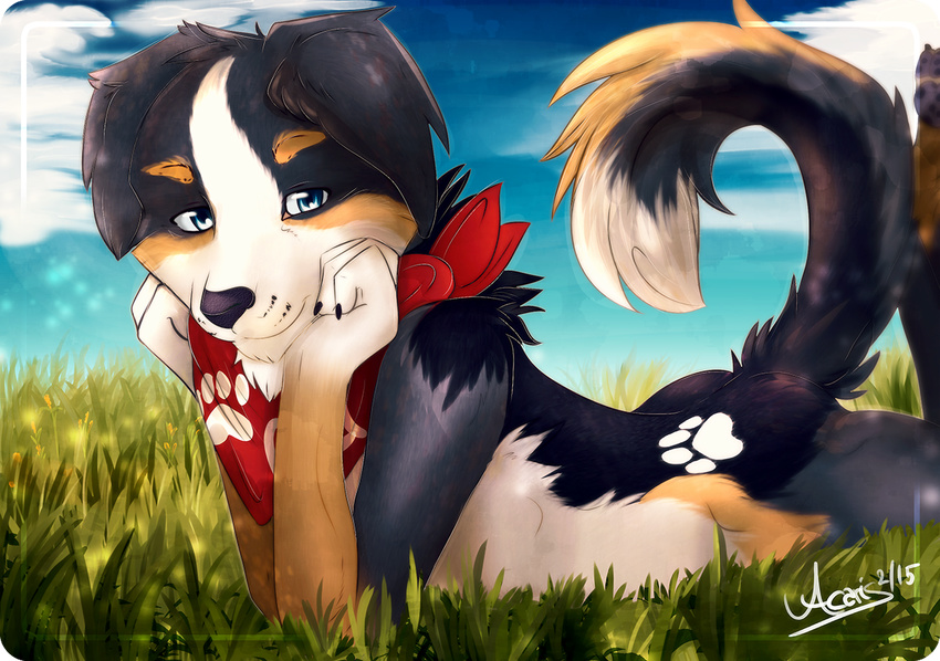 acaris anthro bandanna bernese canine curled dog grass lying male mammal markings mountain pawprint paws sky solo summer