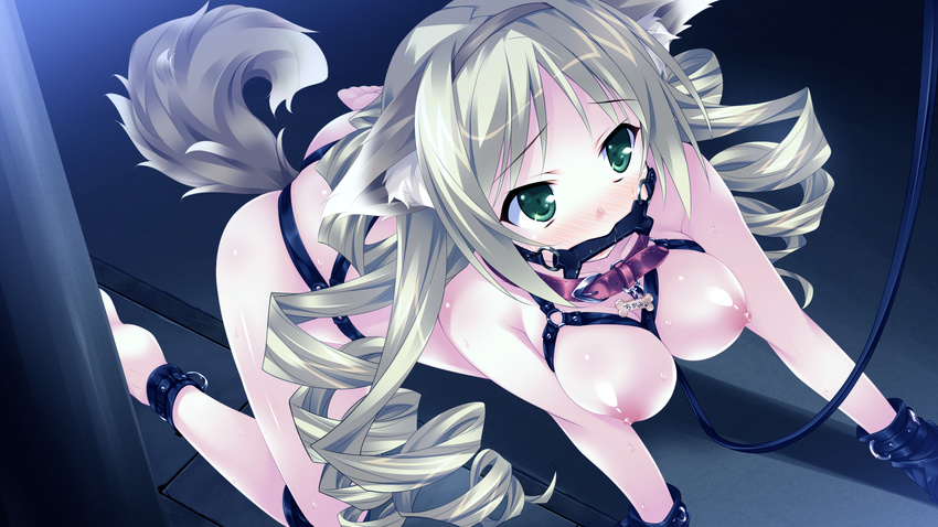 all_fours animal_ears bangs barefoot bdsm bit_gag blonde_hair blush bondage bondage_mittens bone bound breasts collar cuffs dog_ears dog_tail drill_hair dutch_angle fake_animal_ears full_body gag gagged game_cg green_eyes hairband harness highres hinata_mutsuki inui_chikami large_breasts leash long_hair looking_to_the_side name_tag night nipples nose_blush on_ground outdoors parted_bangs paw_print pet_play puppy_lady quad_drills raised_eyebrows shiny shiny_skin softbook_poco_special solo sweat tail very_long_hair
