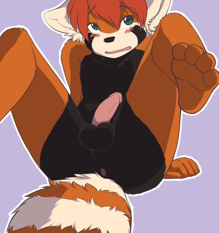 anthro anus balls blush butt erection green_eyes hair looking_away male mammal mix nude open_mouth paws penis plain_background red_hair red_panda shy solo spix spread_legs spreading