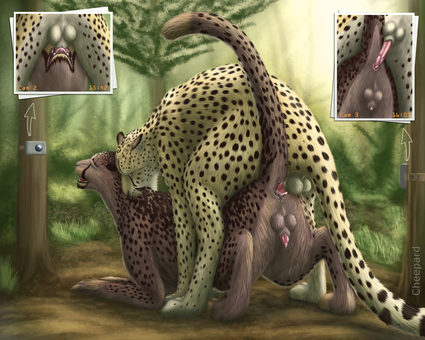 2015 anal anal_penetration anus balls butt camera cheepard cheetah close-up duo erection feline feral forest male male/male mammal outside penetration penis tree