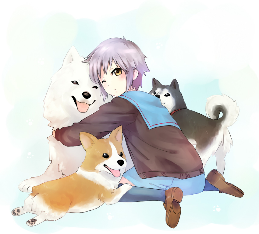 a-ka bangs brown_eyes cardigan dog hug husky japanese_spitz kita_high_school_uniform looking_back nagato_yuki one_eye_closed pack_of_dogs paw_print school_uniform serafuku shiba_inu short_hair silver_hair sitting solo sploot suzumiya_haruhi_no_yuuutsu wariza welsh_corgi